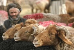 العيد في بلاد الأحزان.. نقل الأضاحي واجب