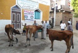 قافلة بيطرية لـ"الحرية والعدالة" بالأقصر