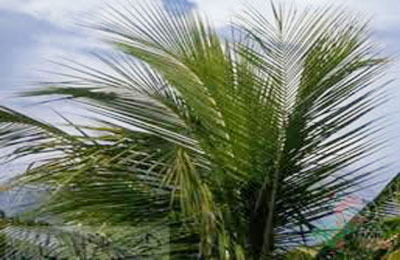 أزمة بالكيان بعد قرار وقف تصدير سعف النخيل المصري