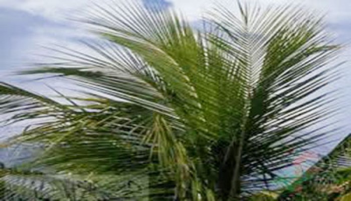 أزمة بالكيان بعد قرار وقف تصدير سعف النخيل المصري