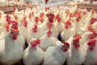 الاكتفاء الذاتي من الدواجن.. بركات الثورة