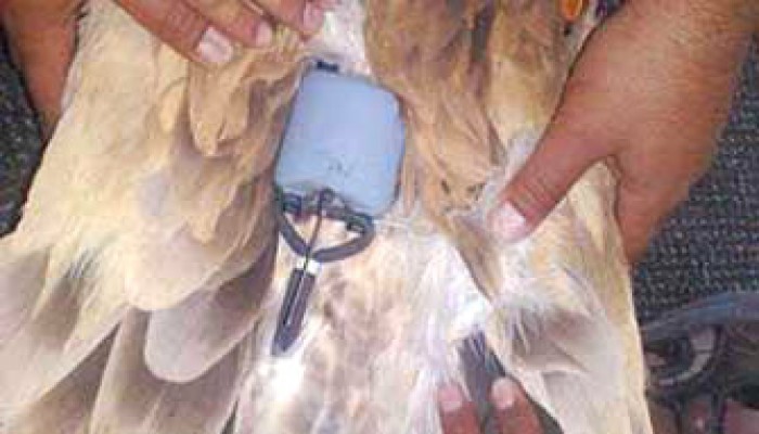 نسر صهيوني في السعودية.. الطيور تتجسس