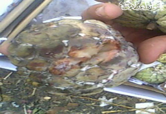 بالصور.. عصير "المعلبات" به سم قاتل!