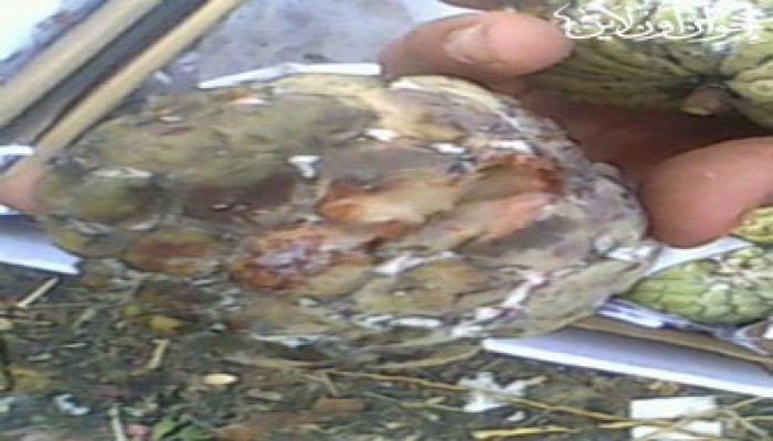 بالصور.. عصير "المعلبات" به سم قاتل!