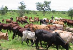 صفقة العجول الأمريكية.. استيراد السرطان للغلابة!