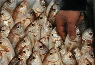 الأسماك الملوثة.. الخطر القادم على صحة المصريين