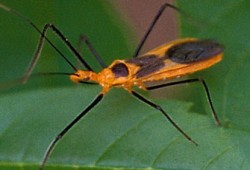 حكم قتل الحشرات الضارة