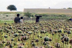 سيناء.. أرض الفيروز المهجورة!!