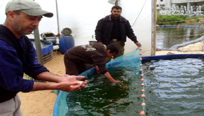 غزة.. تجارة أسماك رغم الحصار