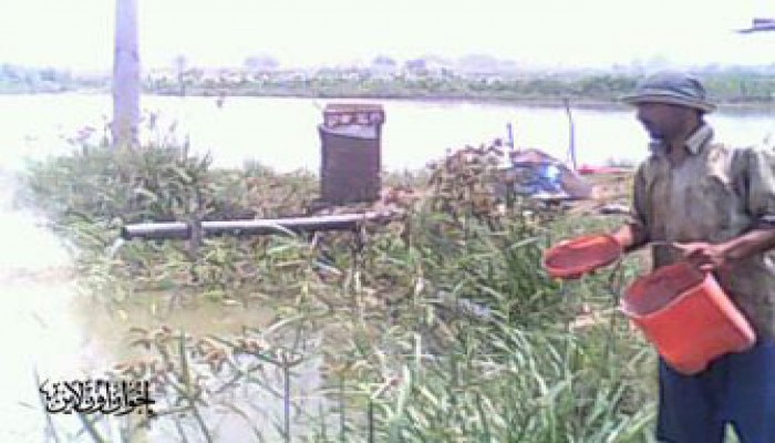 أسماك المزارع.. سموم على مائدة المصريين