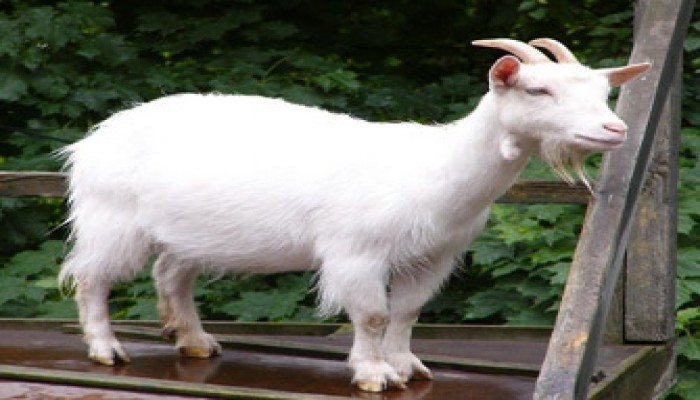 إنفلونزا الماعز.. وباء جديد يهدد العالم