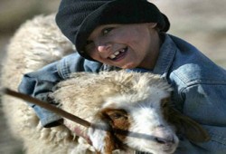 الطفل والأضحية.. الخروف صديقي