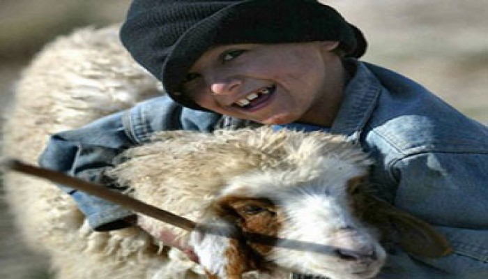الطفل والأضحية.. الخروف صديقي