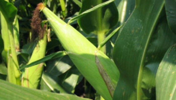 مسئولون مصريون في أمريكا لشراء الذرة البيضاء لأول مرة