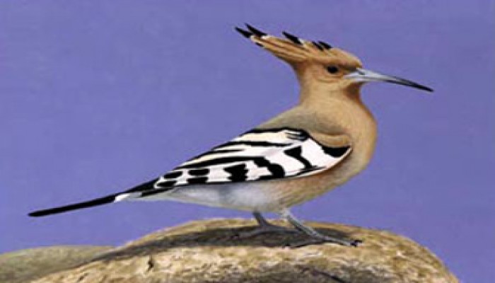 هدهد سليمان عليه السلام وعلم الإدارة