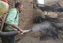 "عزبة النخل".. نموت نموت وتحيا الخنازير!!