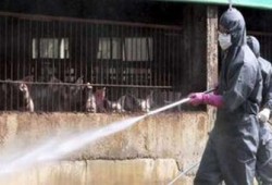 الصحافة العالمية: رفع درجة الإنذار بسبب إنفلونزا الخنازير