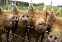 مدير منظمة الصحة: إنفلونزا الخنازير قد تحدث وباء