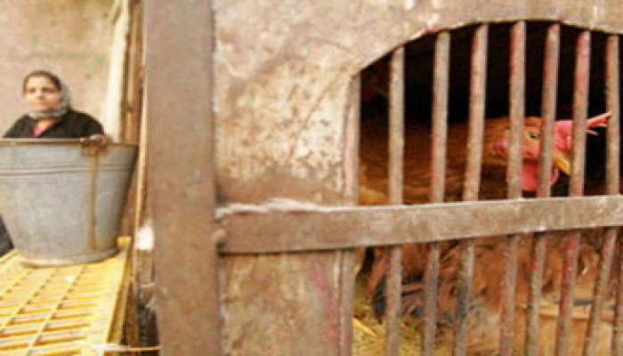 الصحافة العالمية: عواقب عودة إنفلونزا الطيور لمصر "كارثية"