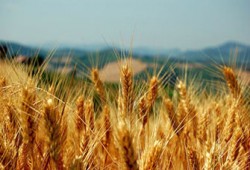 علماء أمريكان: الهندسة الوراثية فشلت في زيادة المحاصيل