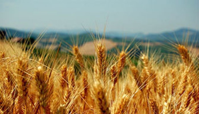 علماء أمريكان: الهندسة الوراثية فشلت في زيادة المحاصيل