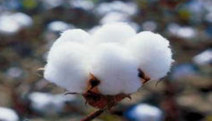 طلب إحاطة ضد تراجع زراعة القطن