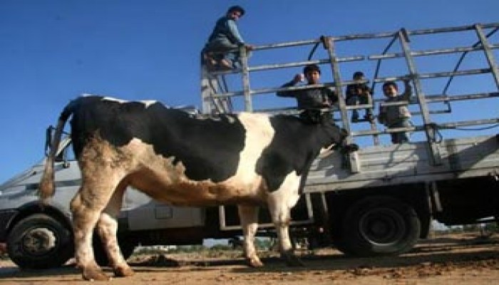 أهالي غزة.. اللحوم المجمدة بديلاً للأضاحي