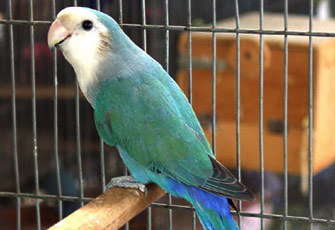 حبس طيور الزينة