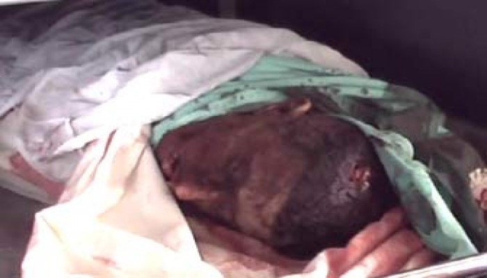 ارتفاع عدد شهداء غزة إلى 21 والعدو يستخدم الأسلحة المحرَّمة!!