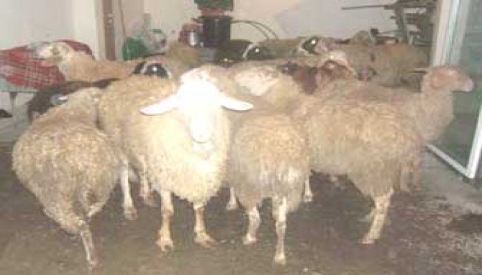 حوار الخرفان..!!