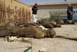 مقبرة جماعية بالأنبار ومواجهات المهدي تُوقِع 26 قتيلاً