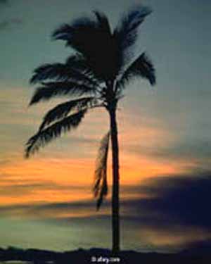 وضاع الشطر مني!! (قصيدة شعر)