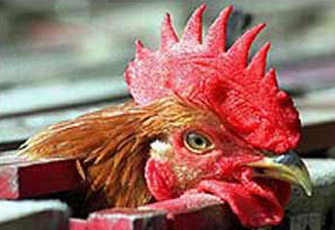 وباء إنفلونزا البشر يدق أجراس الخطر في مصر