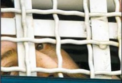 القوى الفلسطينية: الجريمة الصهيونية بحق الشهيد السراحين تأكيد لنازية العدو