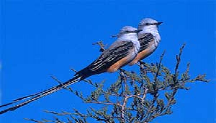 ماذا أفعل لو رفض أهلها؟!