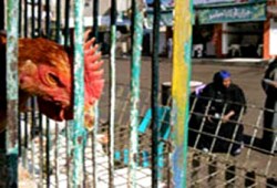 هواجس أنفلونزا الطيور تطيح بأسعار الدواجن بالأردن