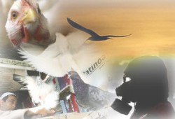 لغز المعمل الذي كشف أنفلونزا الطيور بمصر