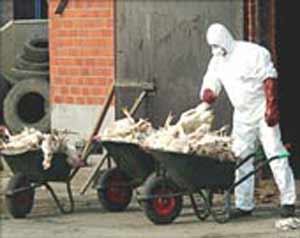 صبري عامر يناقش انهيار صناعة الدواجن