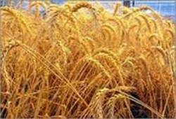 أزمة القمح في مصر