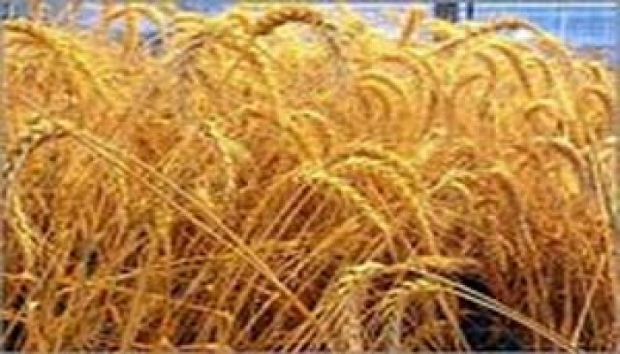 أزمة القمح في مصر