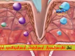 فأرة إعلانية (9)
