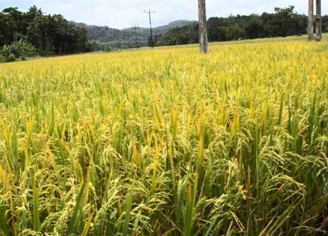 توابع كارثة سد النهضة.. تحجيم زراعة الأرز وعقوبات على المخالفين