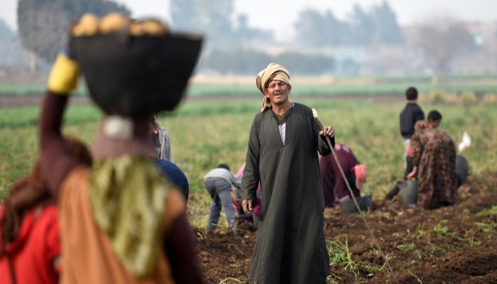 أزمة الأسمدة المدعومة تضرب جنوب الصعيد