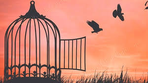 إخلاء سبيل 6 سيدات بتدابير احترازية