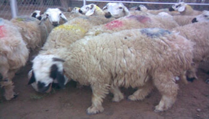 أحكام الأضحية وآدابها