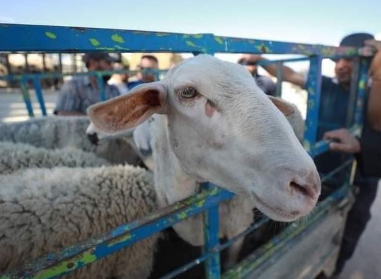 تراجع الإقبال على الشراء بسوق الأضاحي عن العام الماضي