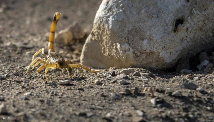 3 وفيات و500 مصاب بلدغات عقارب بأسوان