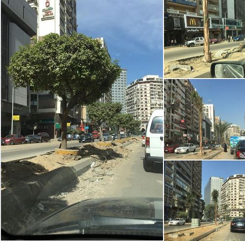 نظام الانقلاب انتهى من إبادة أشجار جزيرة شارع مراد