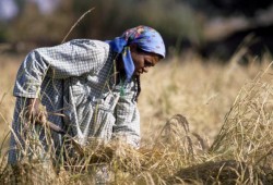 تجار يرفضون توريد الأرز المدعم لوزارة التموين