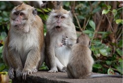 الصحة العالمية تتوقع ارتفاع إصابات جدري القرود وتنشر أسباب العدوى